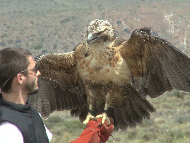 Liberaron al águila mora en la estepa | Bariloche 2000 - Diario digital de  San Carlos de Bariloche